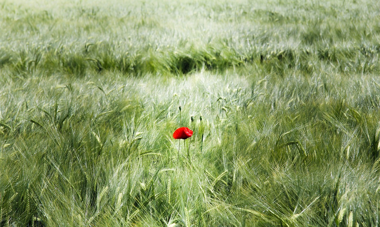 spike  field  cereals free photo