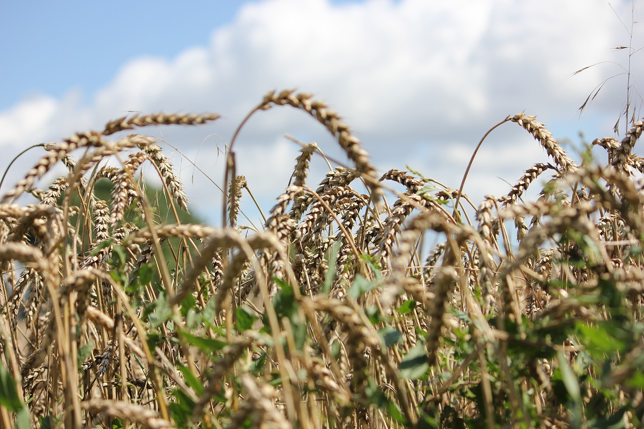 spike  field  cornfield free photo