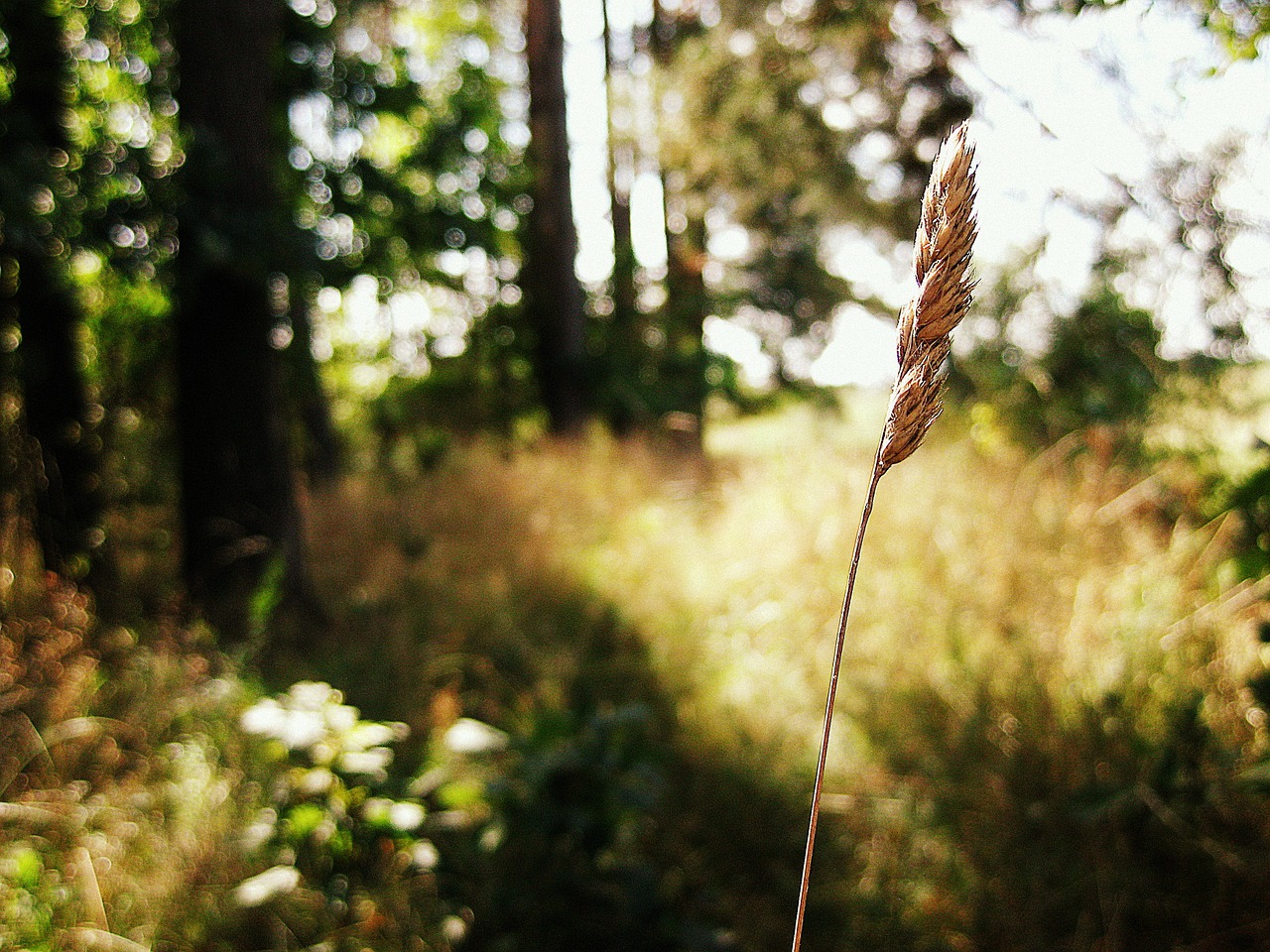 spike meadow field free photo