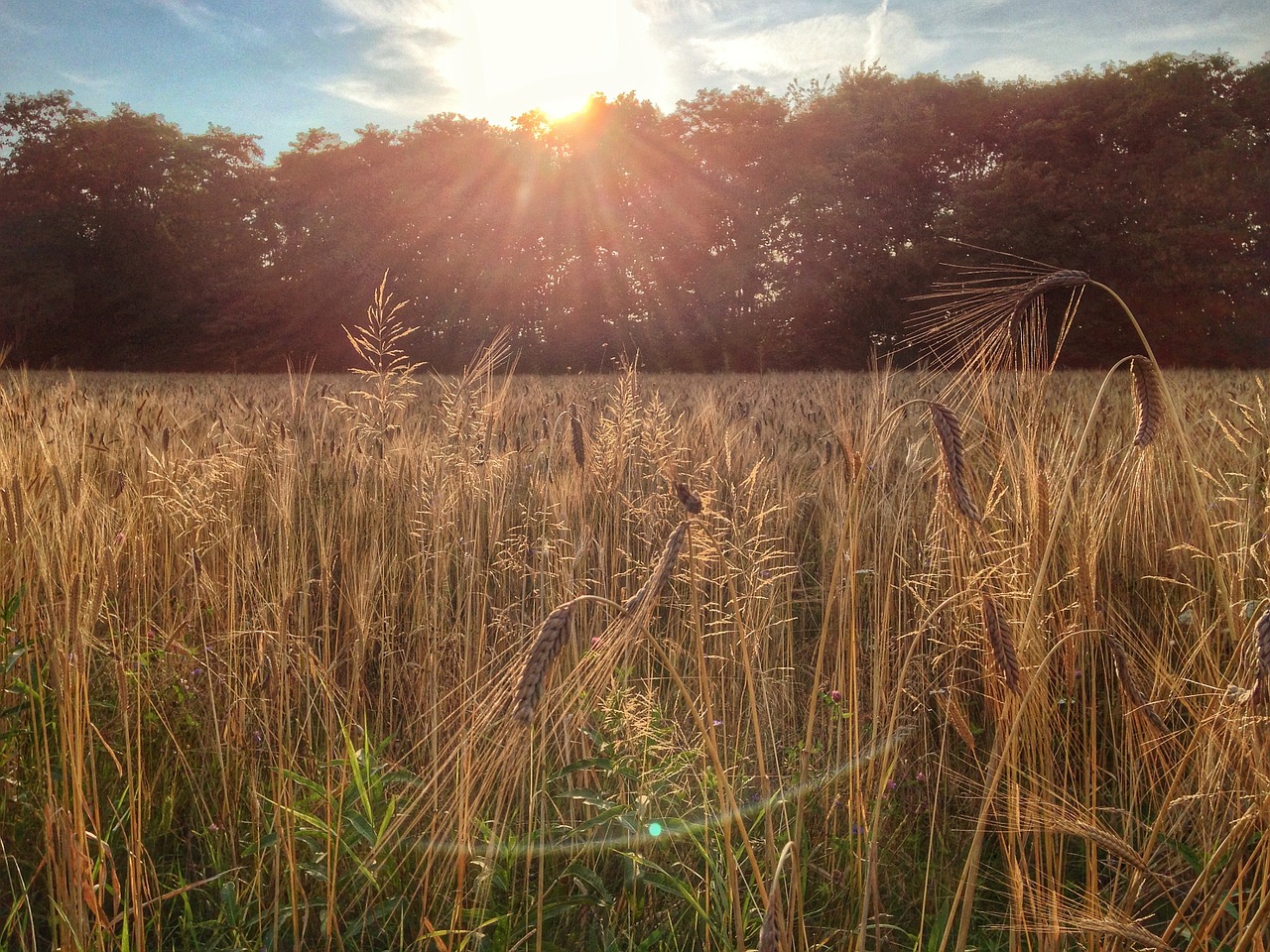 spike cornfield field free photo