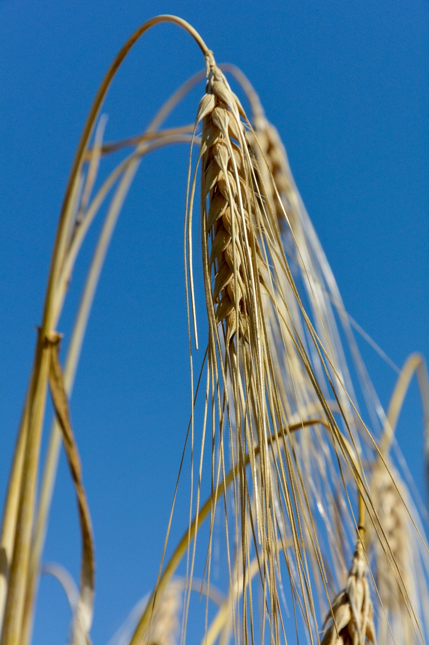 spike grain cereals free photo