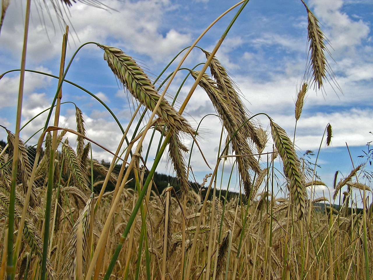 spike cereals grain free photo