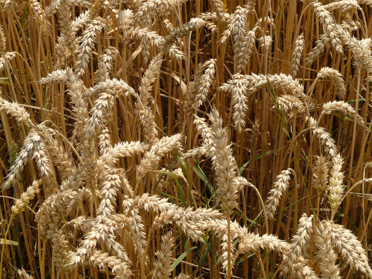 spike wheat cereals free photo