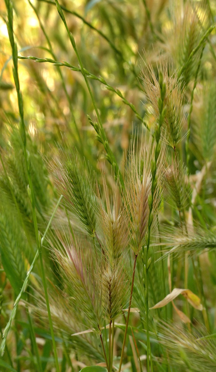 spikelets  wheat  bread free photo