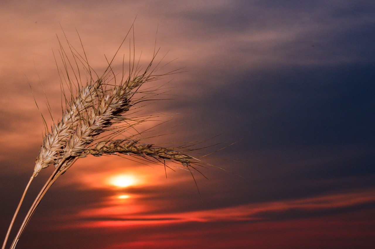 spikes sunset wheat free photo