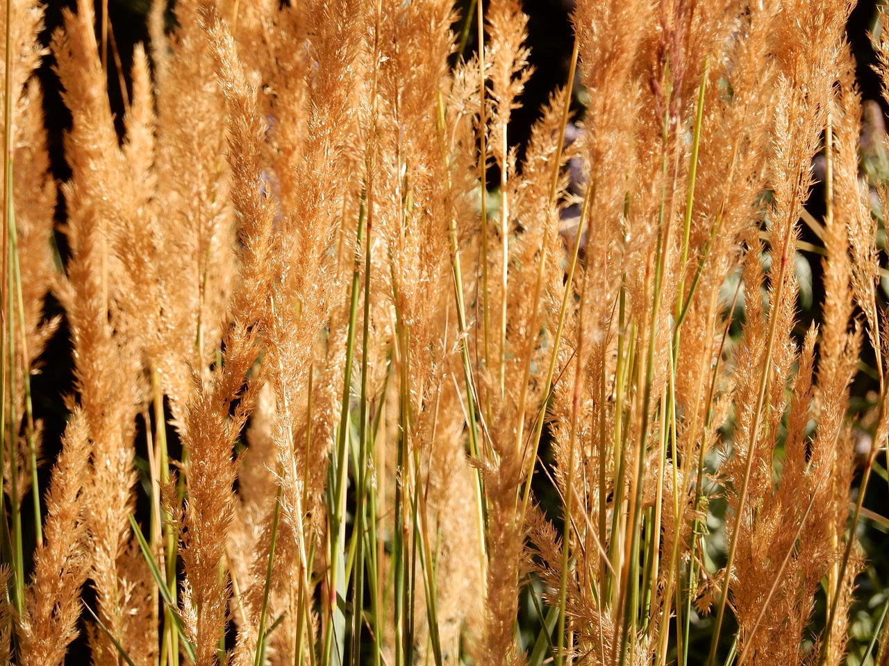 spikes plants nature free photo