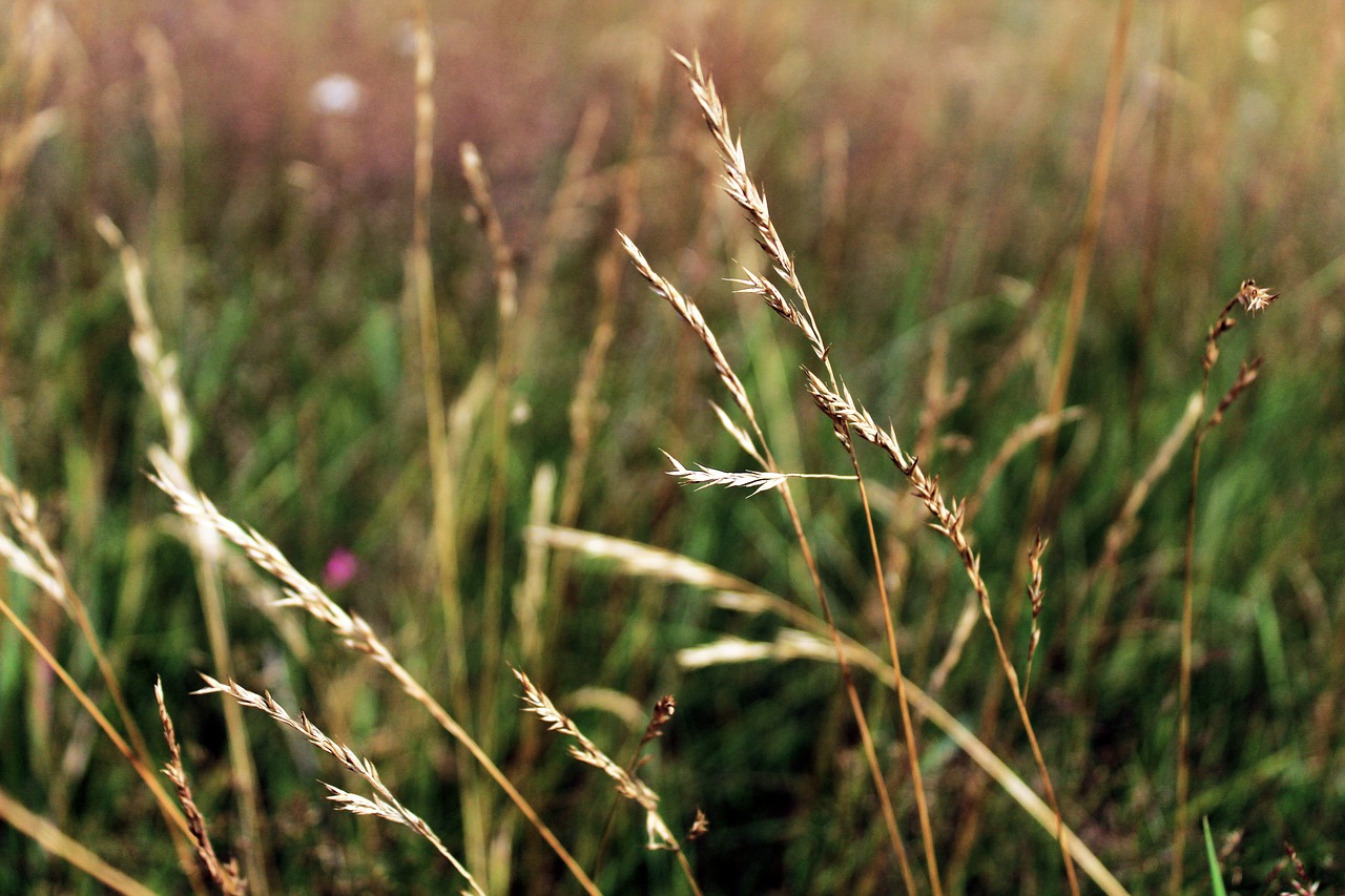 spikes  summer  crops free photo