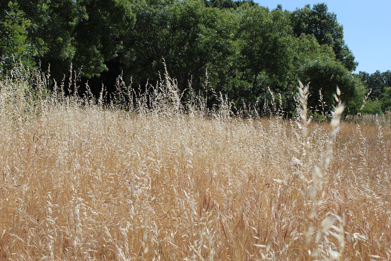 spikes  nature  field free photo