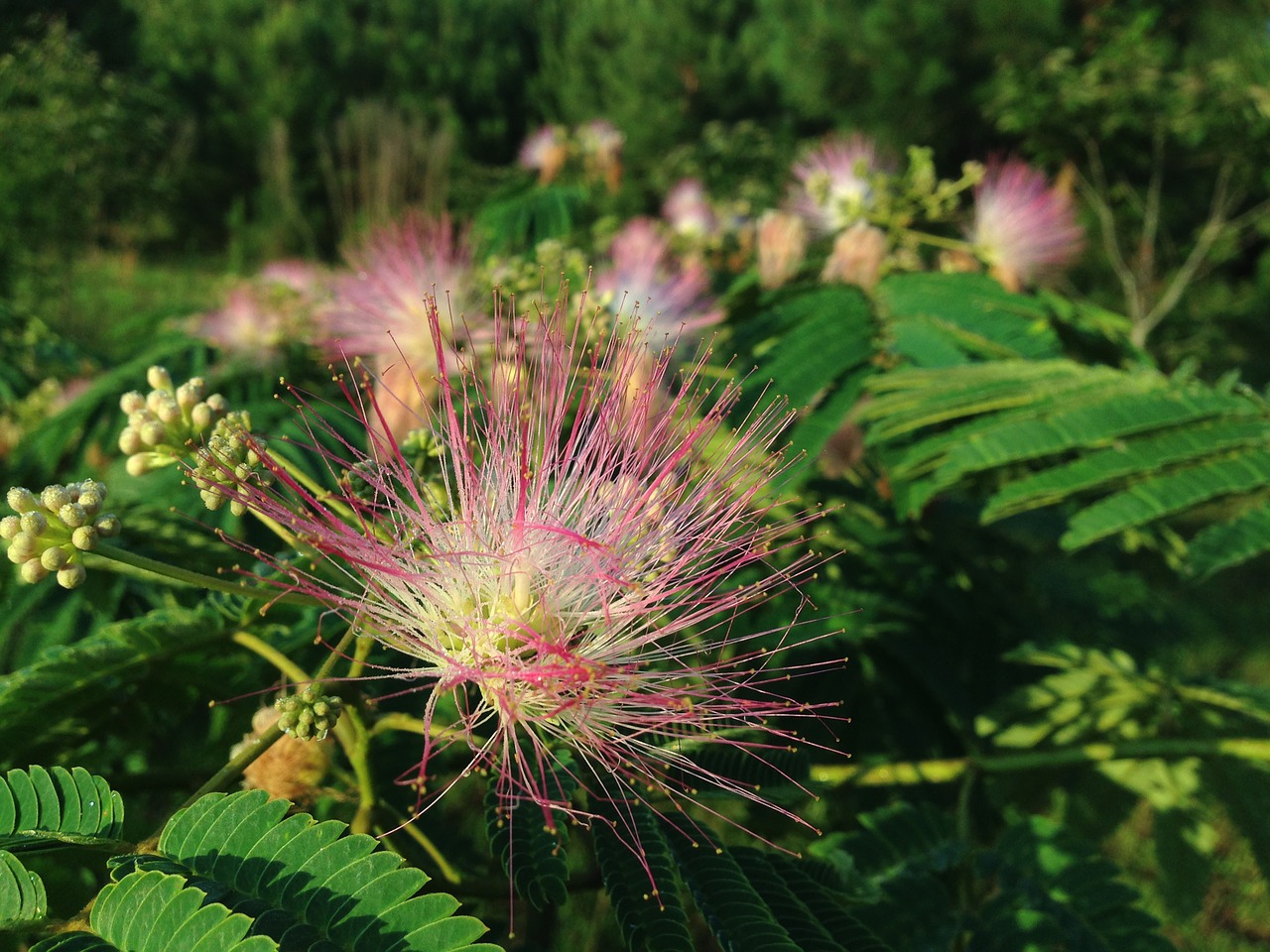 spiky flower pink free photo