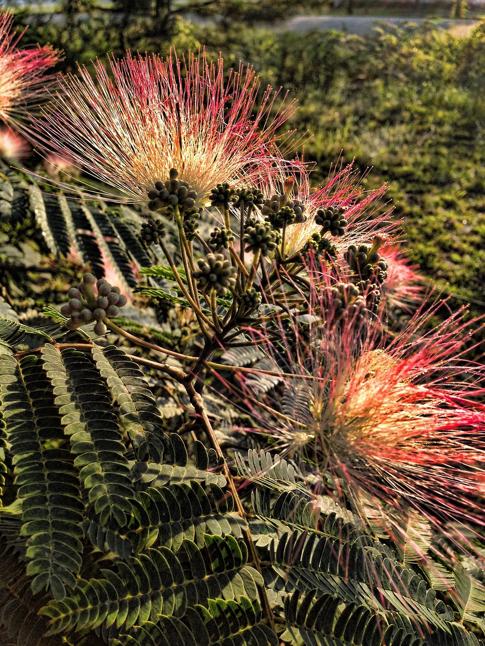 spiky pink flowers free photo