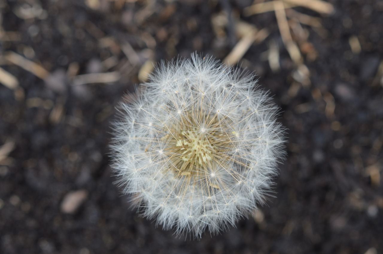 spiky flower floral free photo