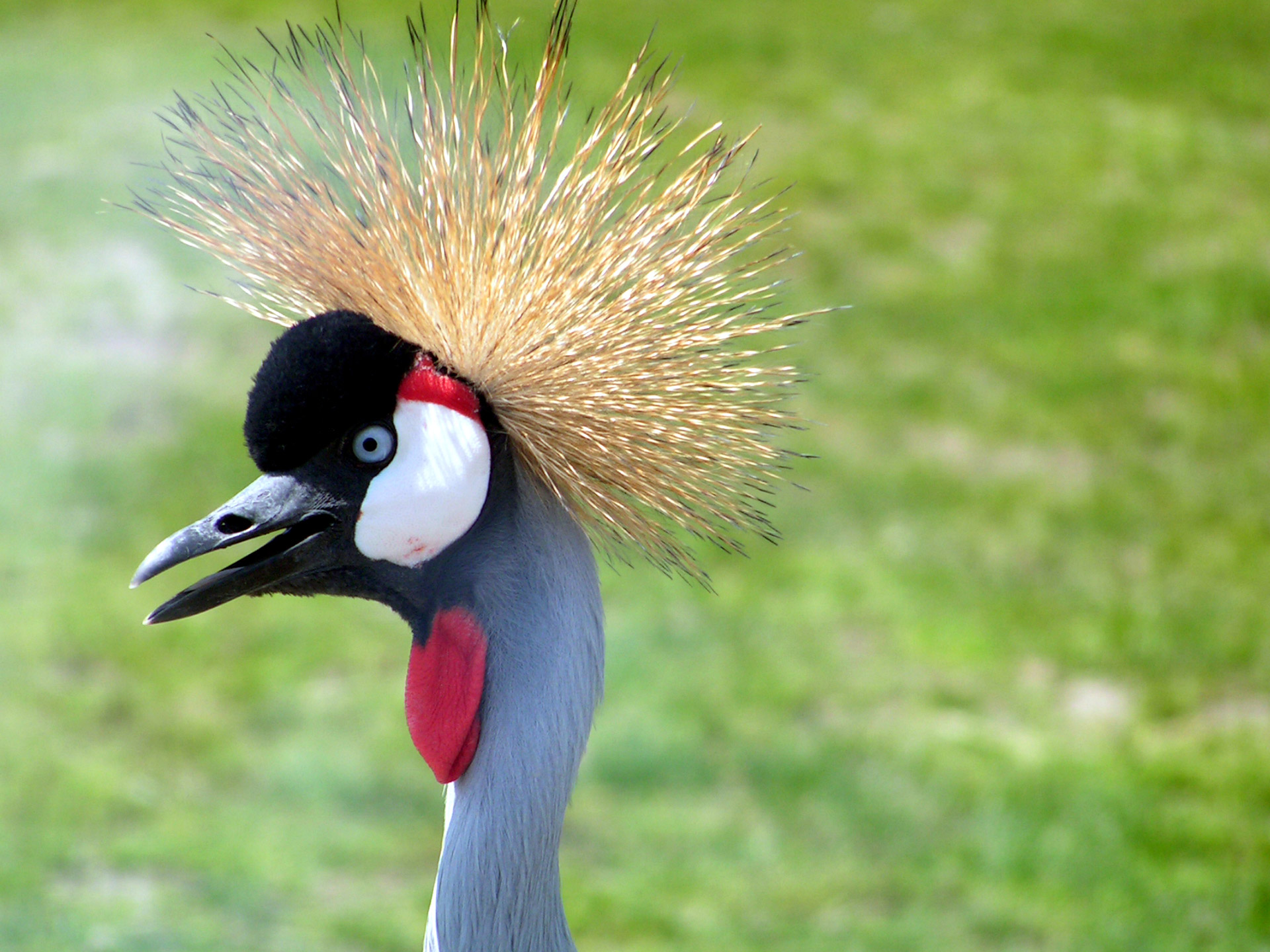 Bird,hair,weird,spiky,crane - free image from 