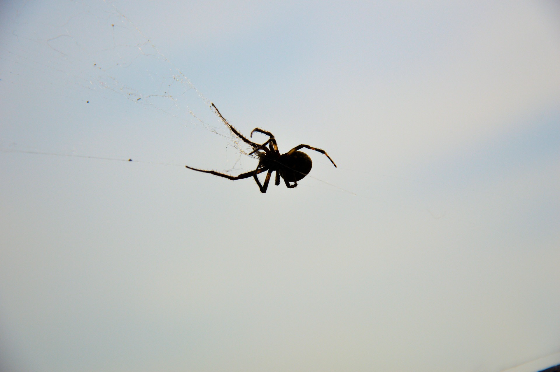 spider insect animal free photo