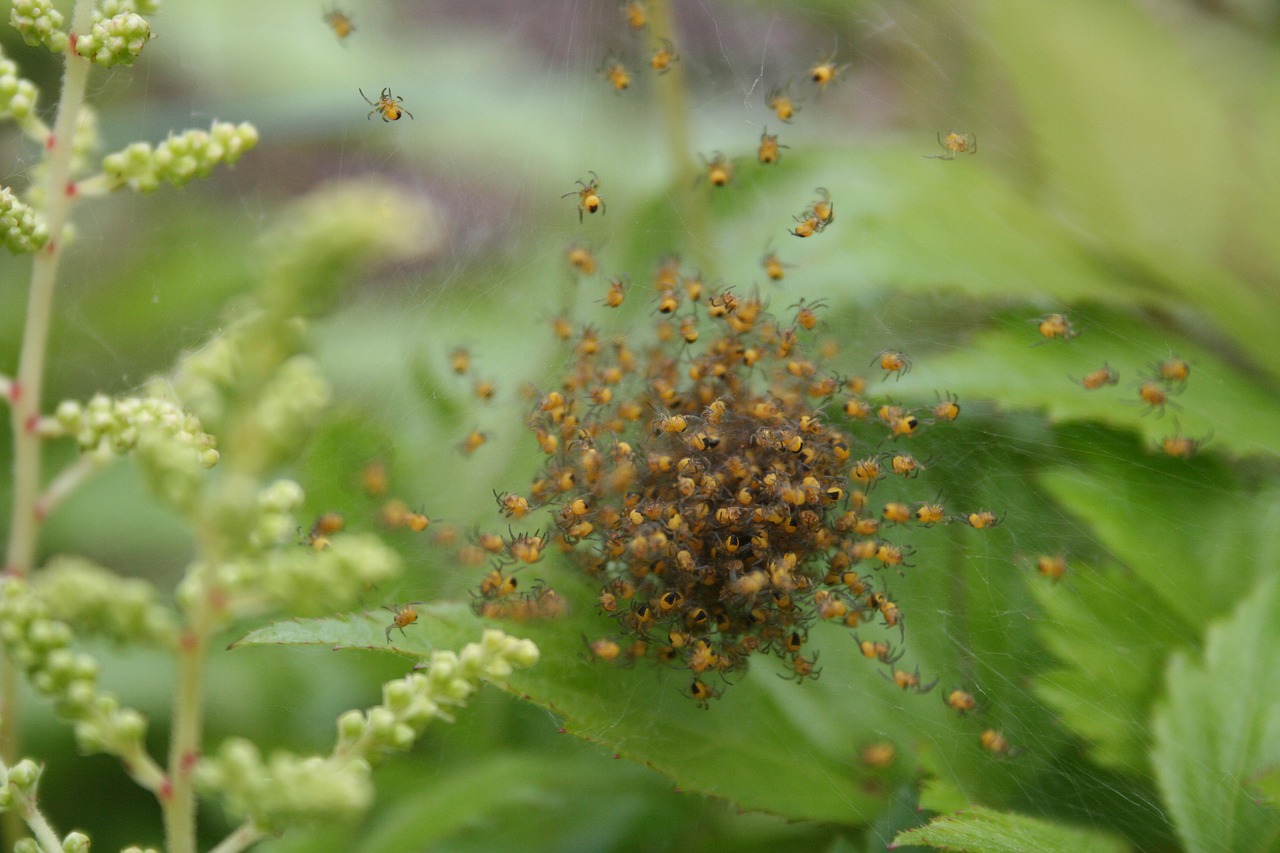 spin nature macro free photo