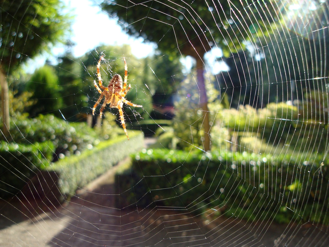 spin web nature free photo