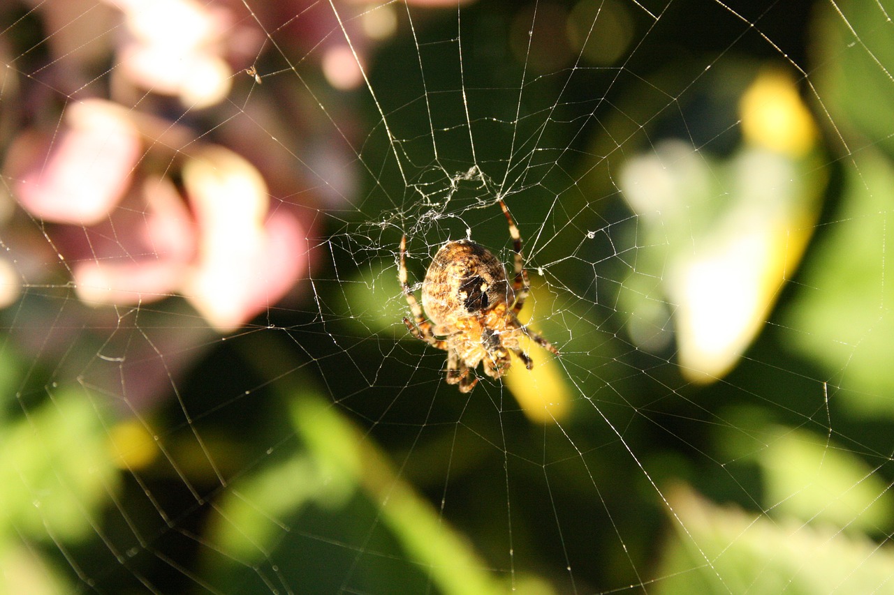 spin garden spider hydrangea free photo