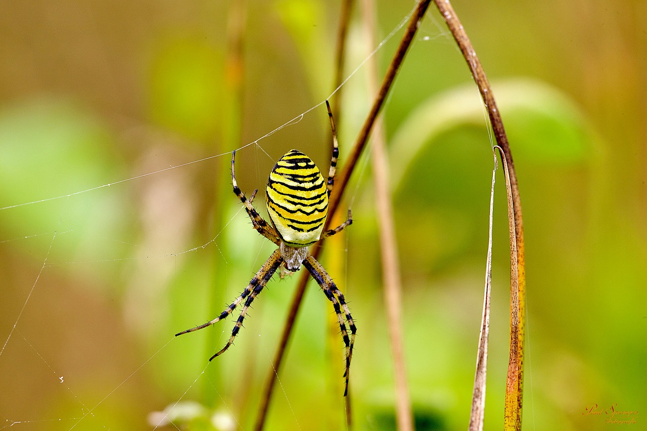 spin tiger spider arthropods free photo
