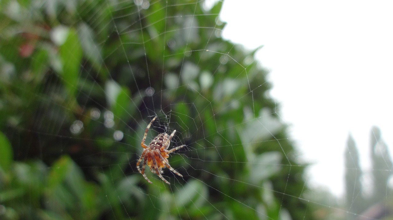 spin web garden spider free photo