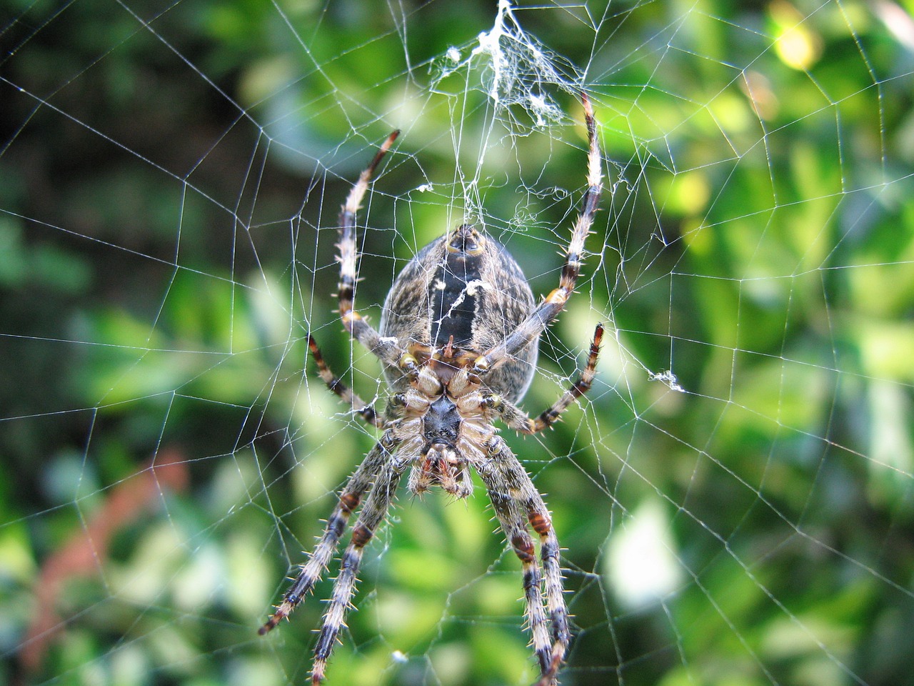 spin web spider web free photo