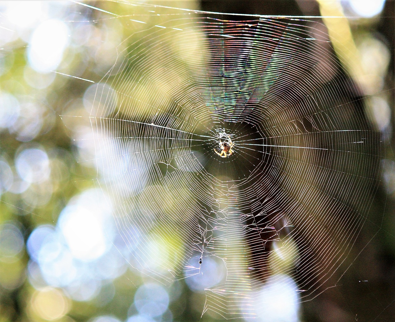 spin spider web cobweb free photo
