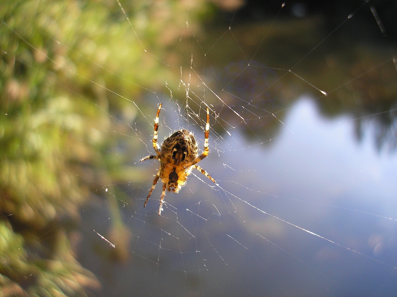 spin spider web spider-like free photo