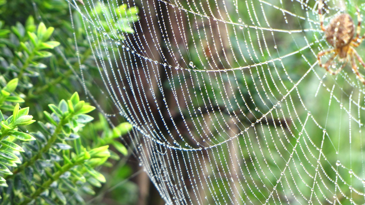spin  web  forest free photo