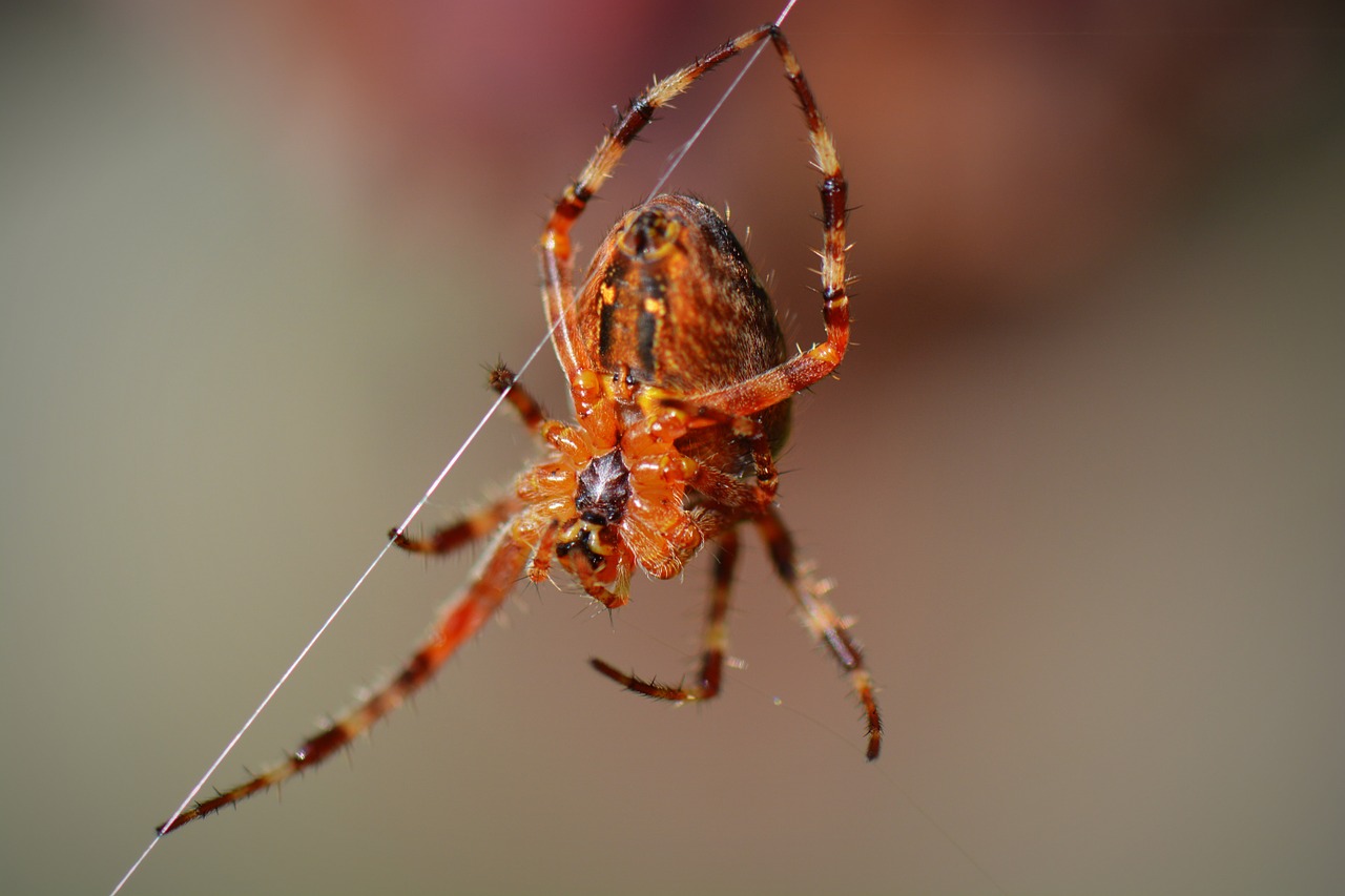 spin nature animal free photo