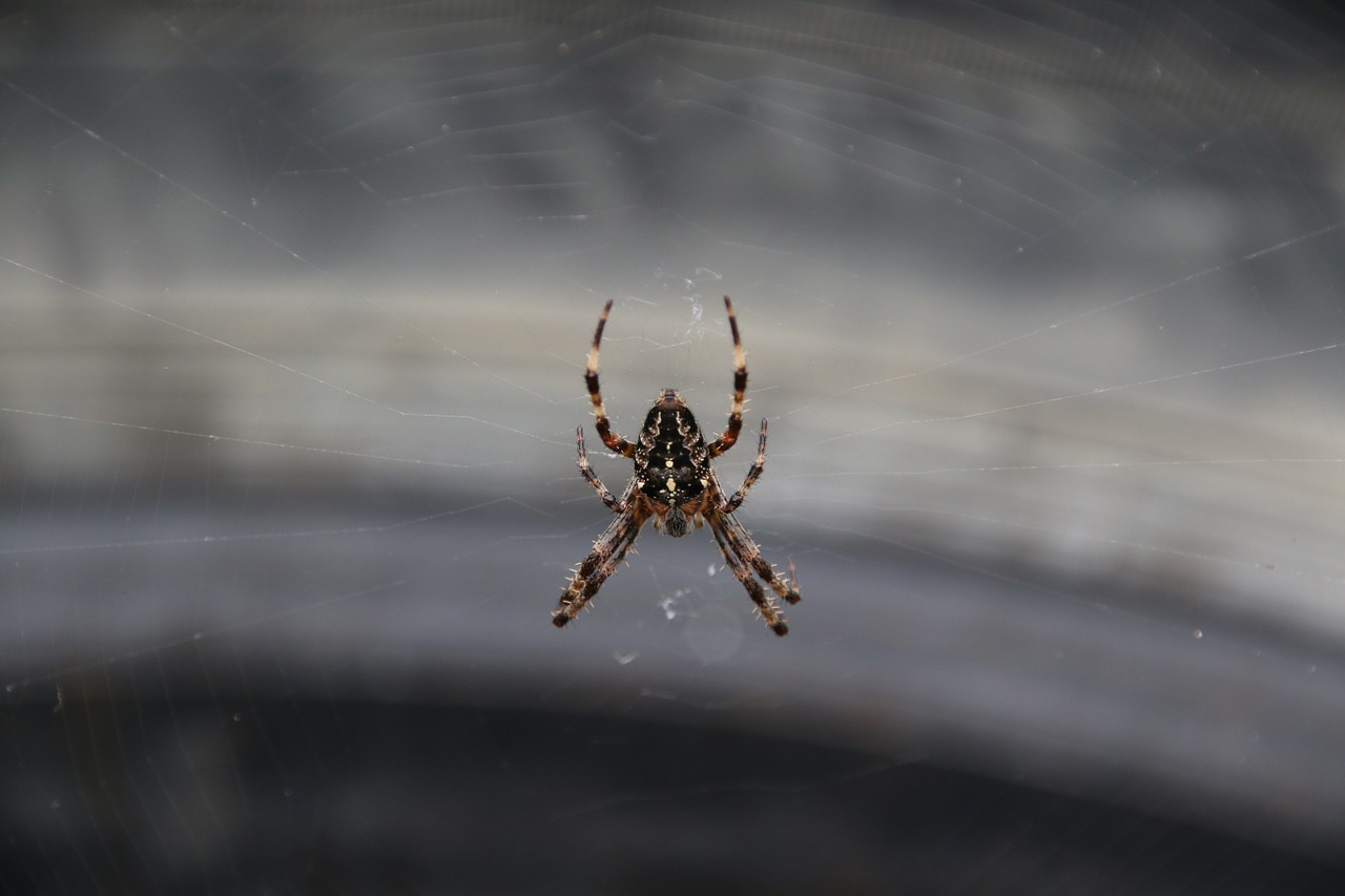 spin spider web garden spider free photo