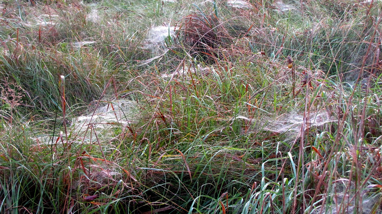 spin spider webs autumn free photo