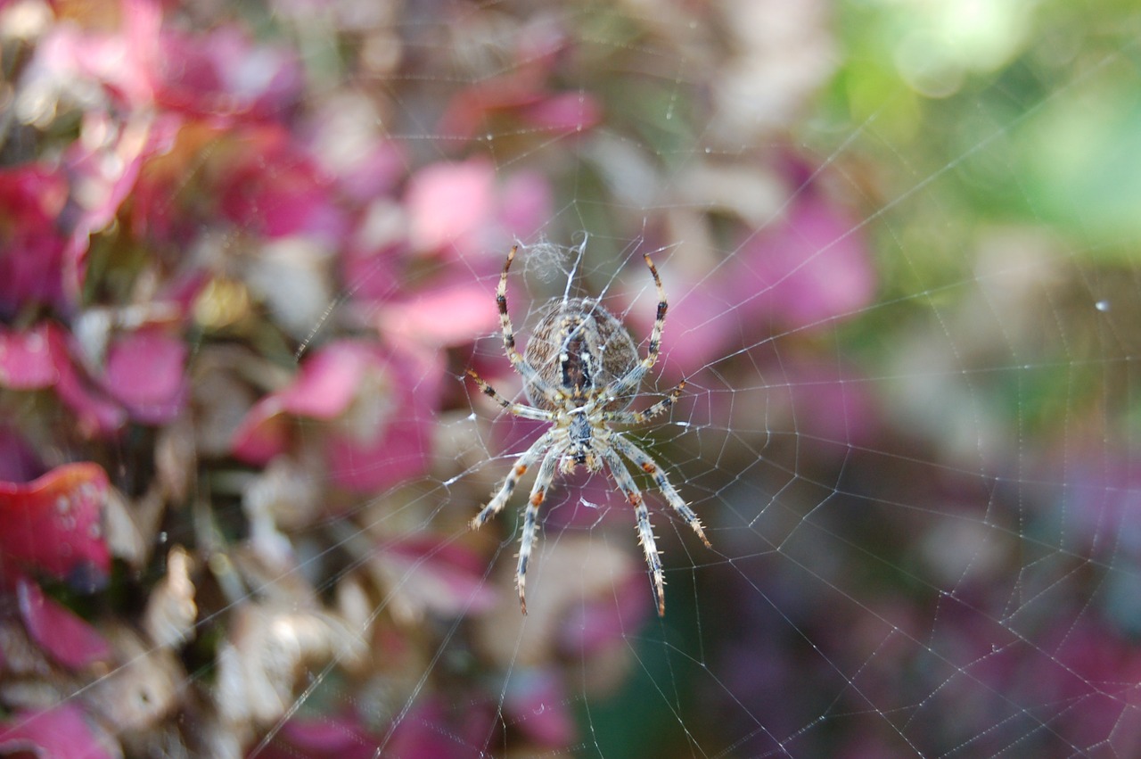 web garden spider spin free photo