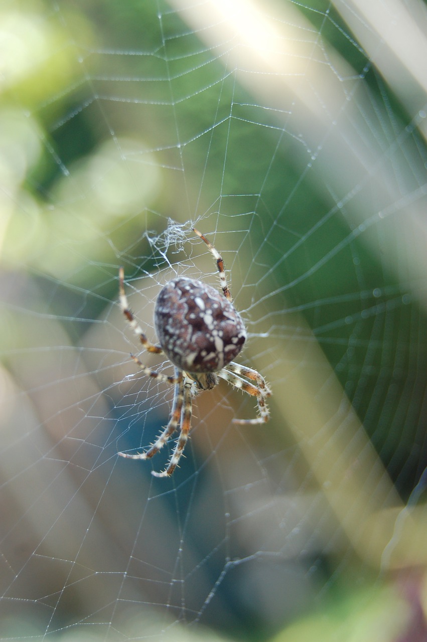 spin web garden spider free photo