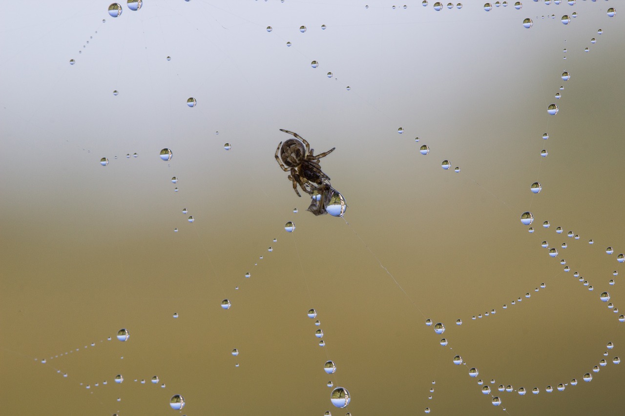 spin threads spider drop of water free photo