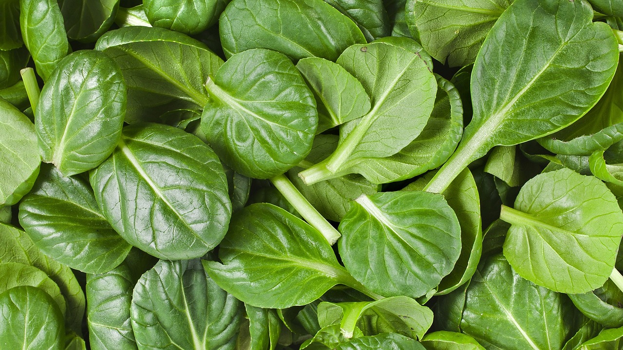 spinach organic healthy free photo