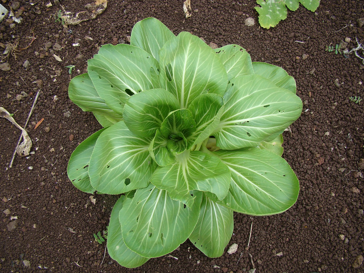 spinach head salad free photo