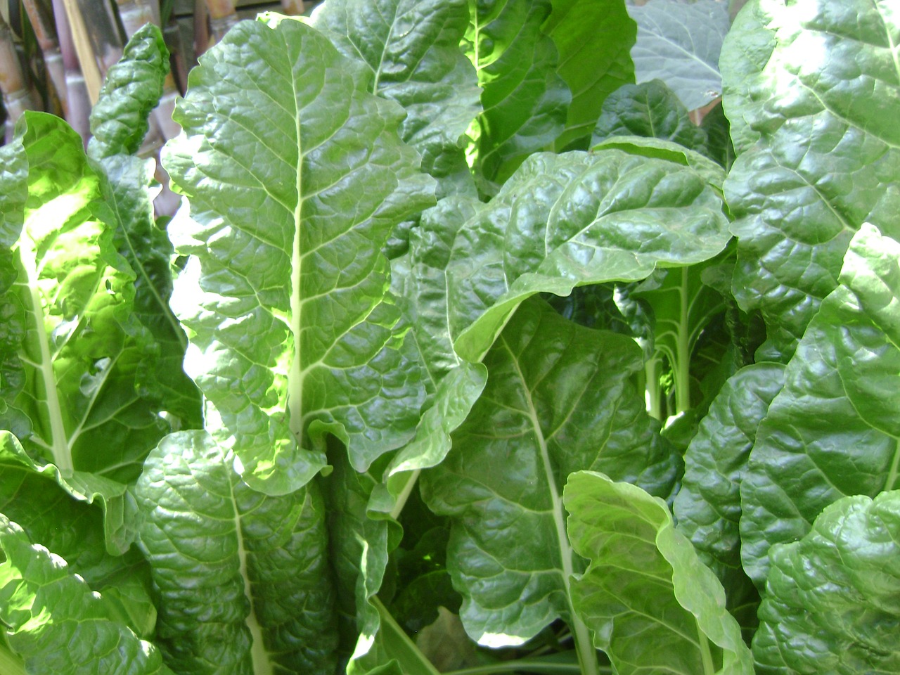 spinach vegetable fresh free photo