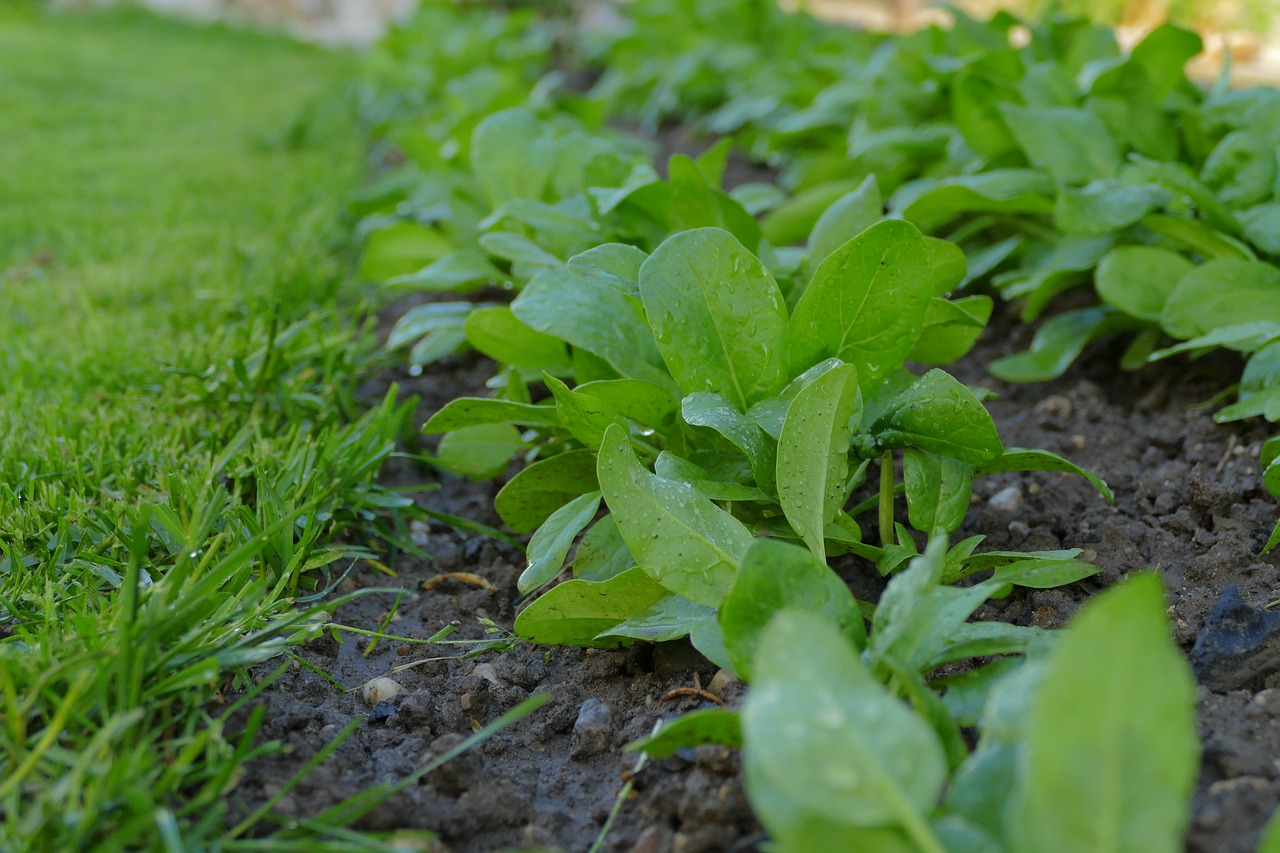 spinach  soil  ground free photo