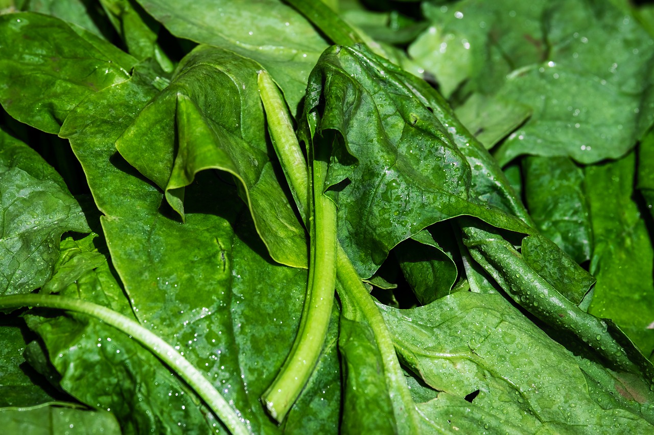 spinach  leaf spinach  vegetables free photo