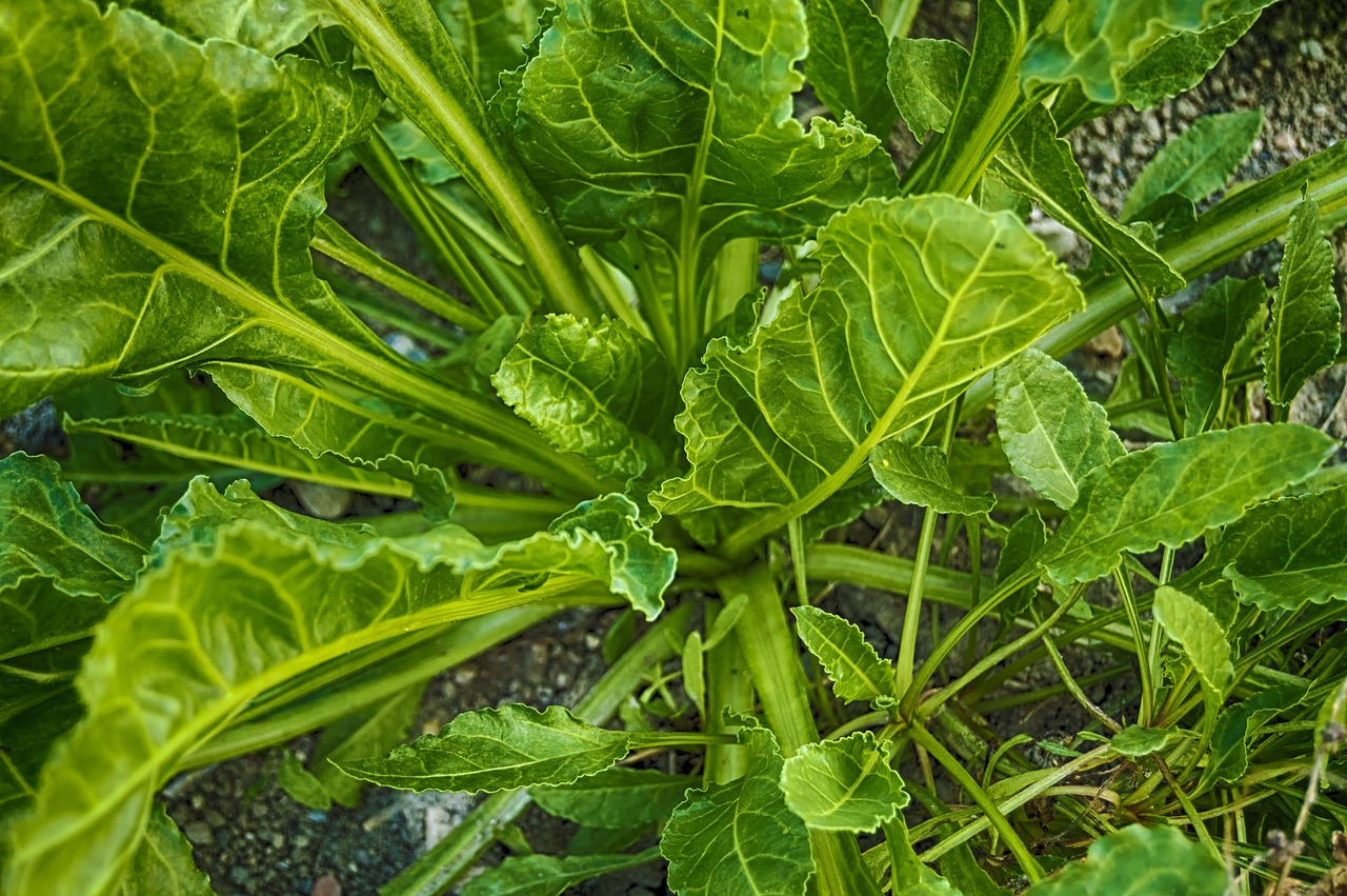 spinach  green leaves  vegetable free photo