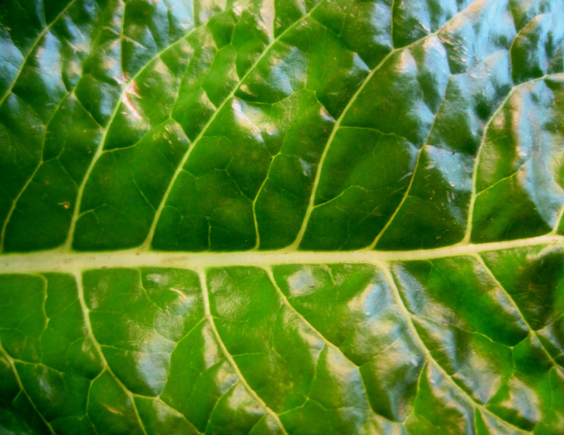 leaf large green free photo