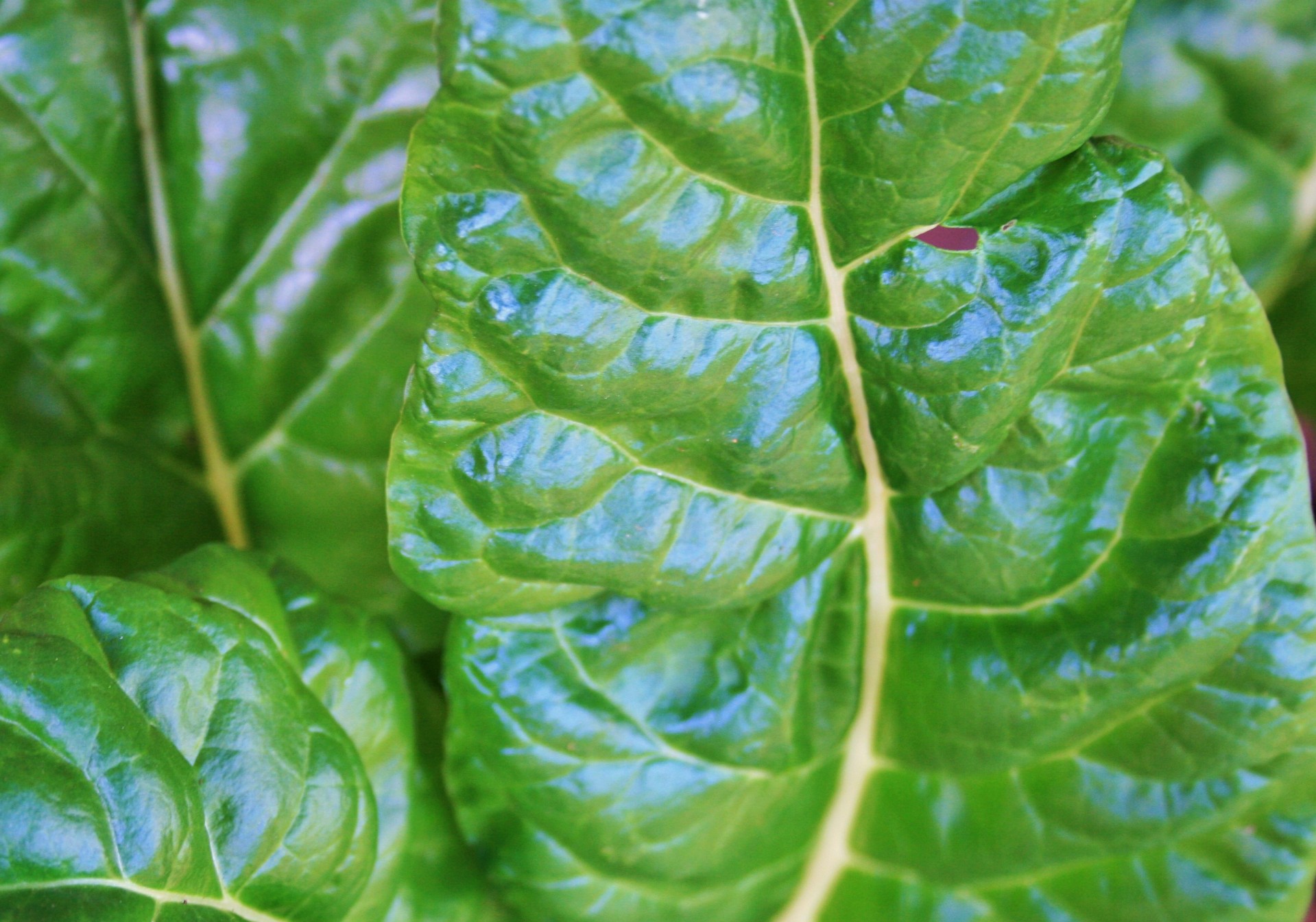 spinach leaves green free photo