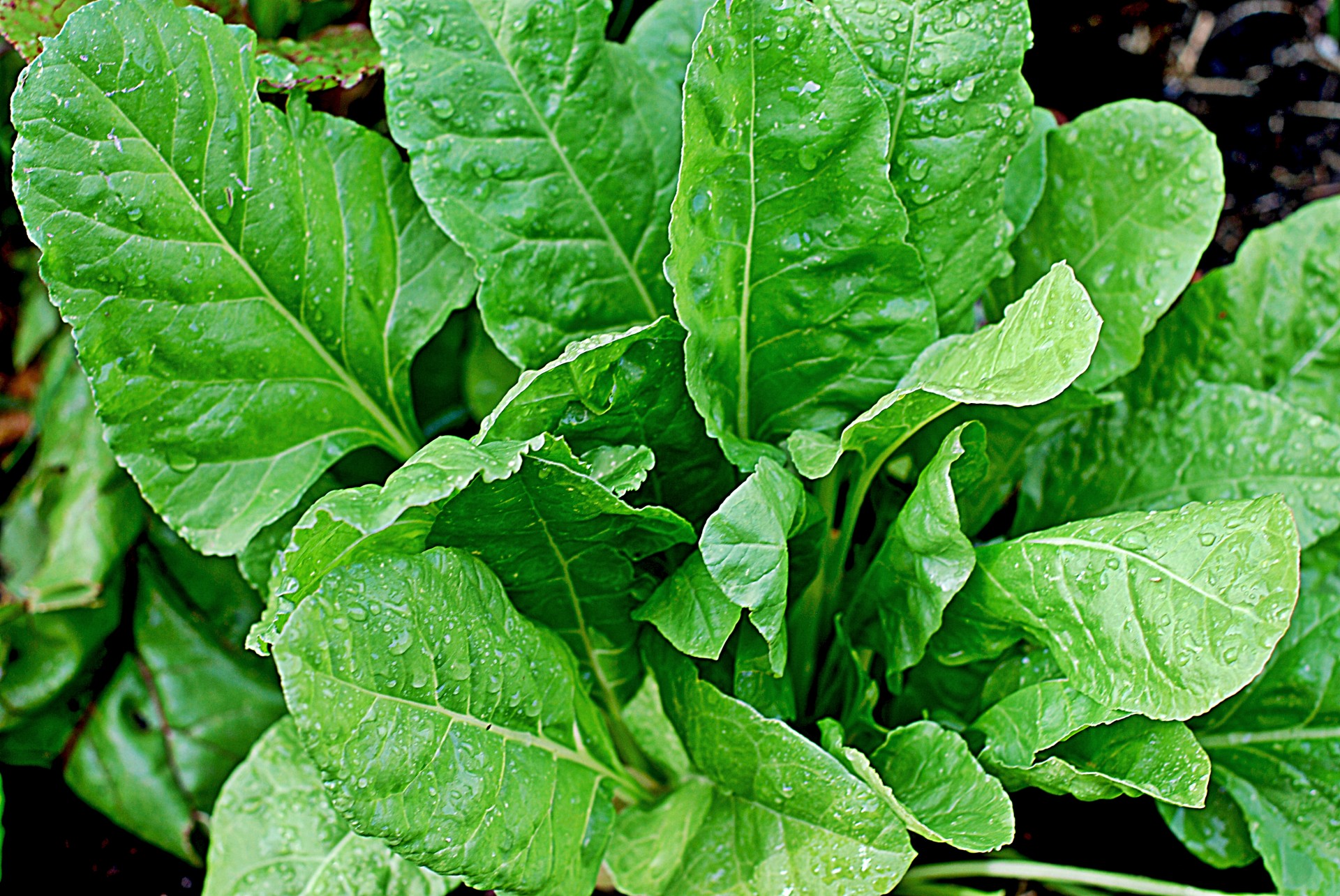 spinach natural vegetables free photo