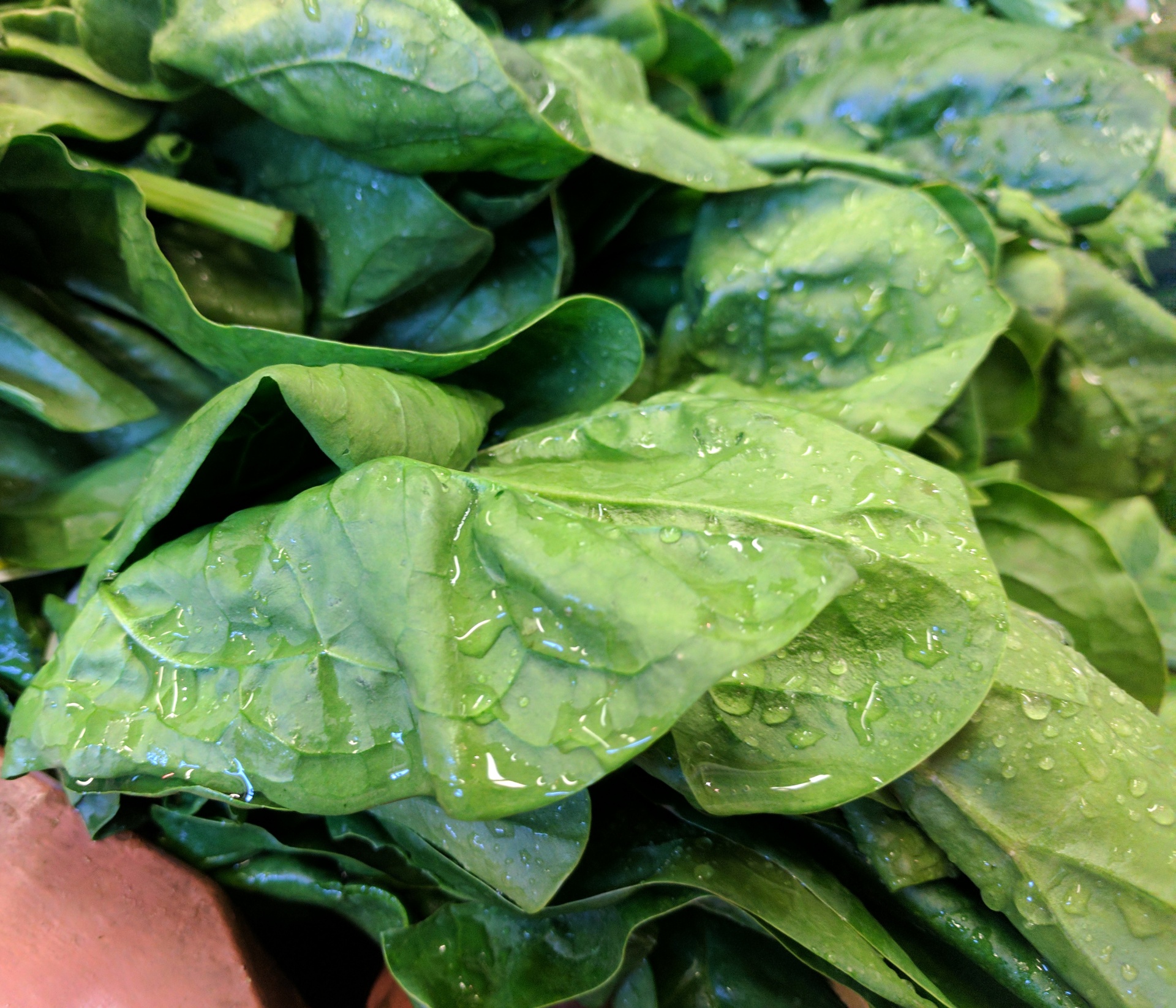 spinach vegetable healthy free photo