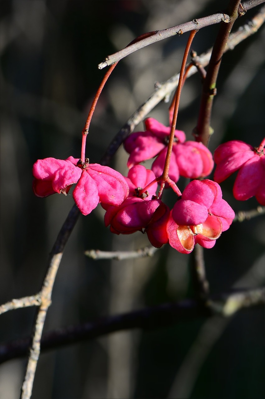 spindle pink berries free photo