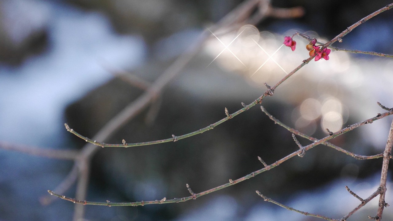 spindle winter snow free photo
