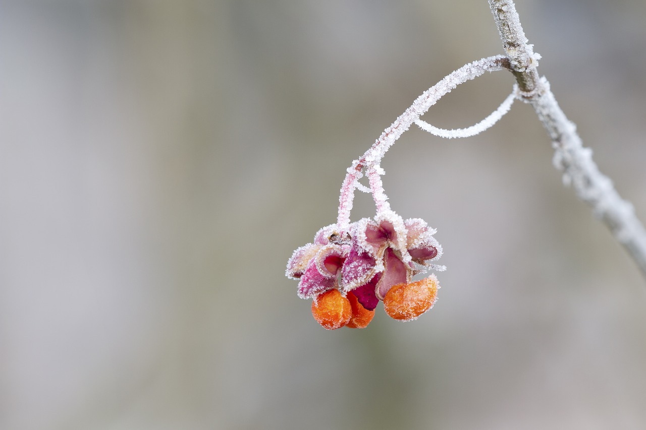 spindle hoarfrost winter free photo