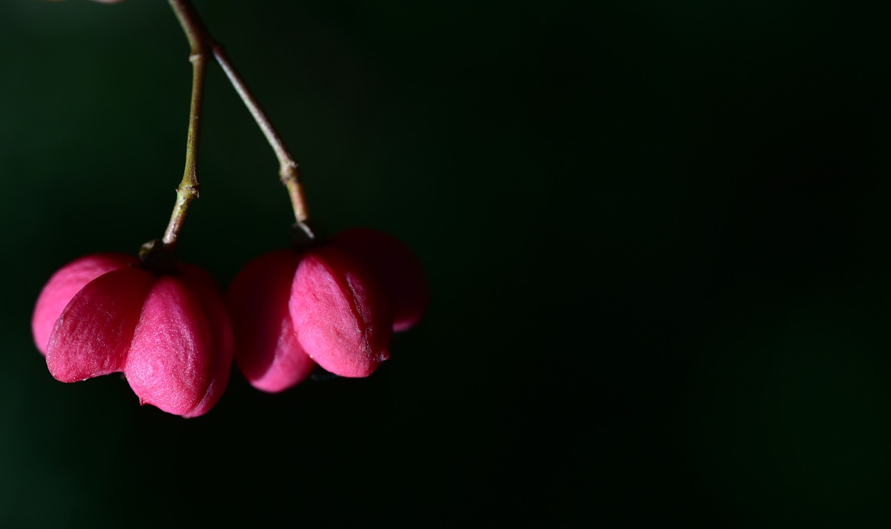 spindle  berry  autumn free photo