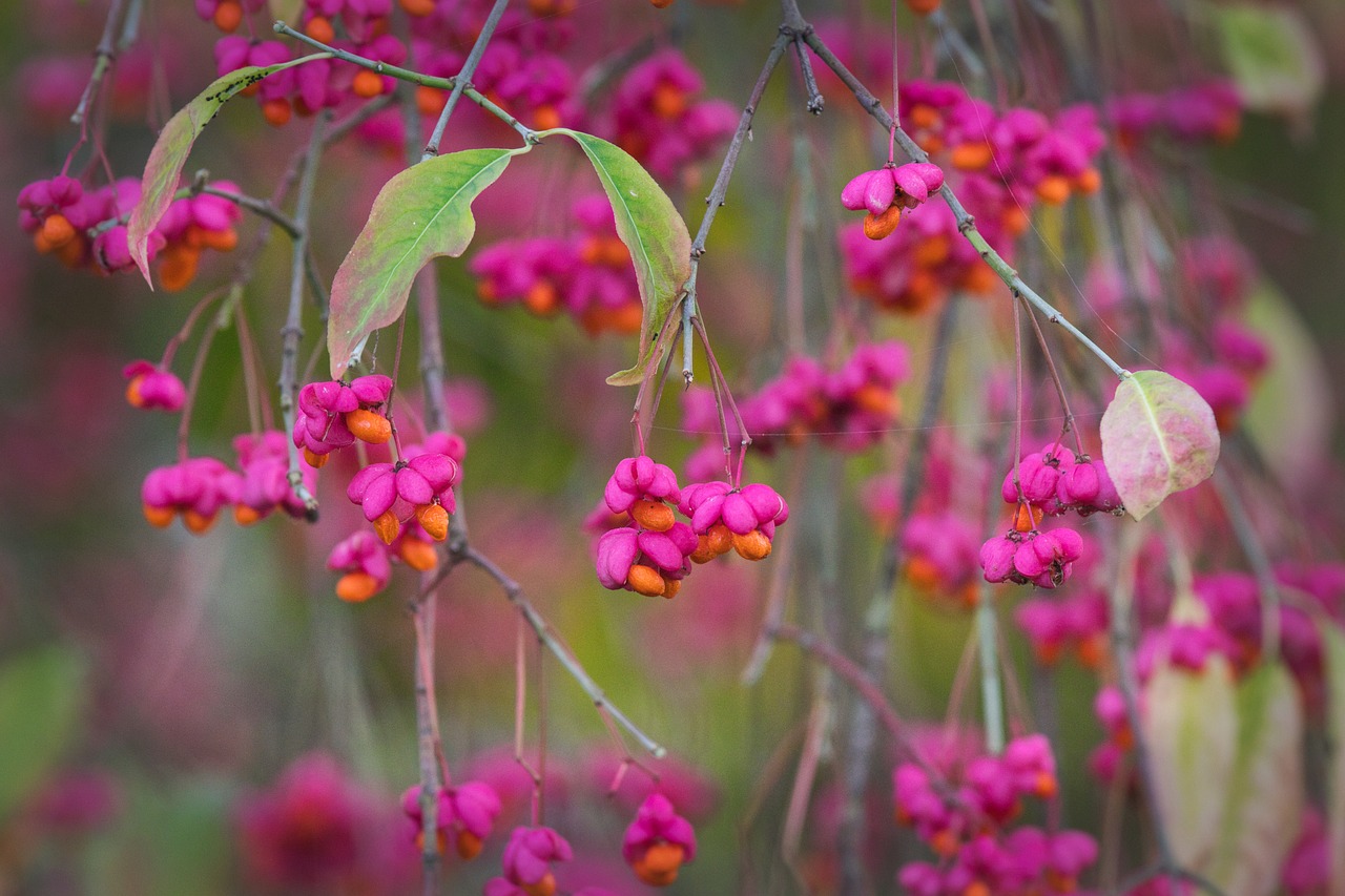 spindle  autumn  bush free photo