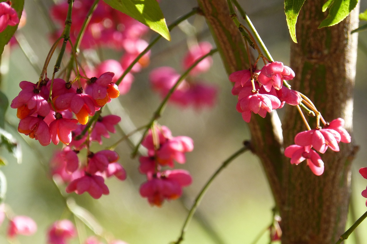 spindle fortunei euonymus europaeus free photo