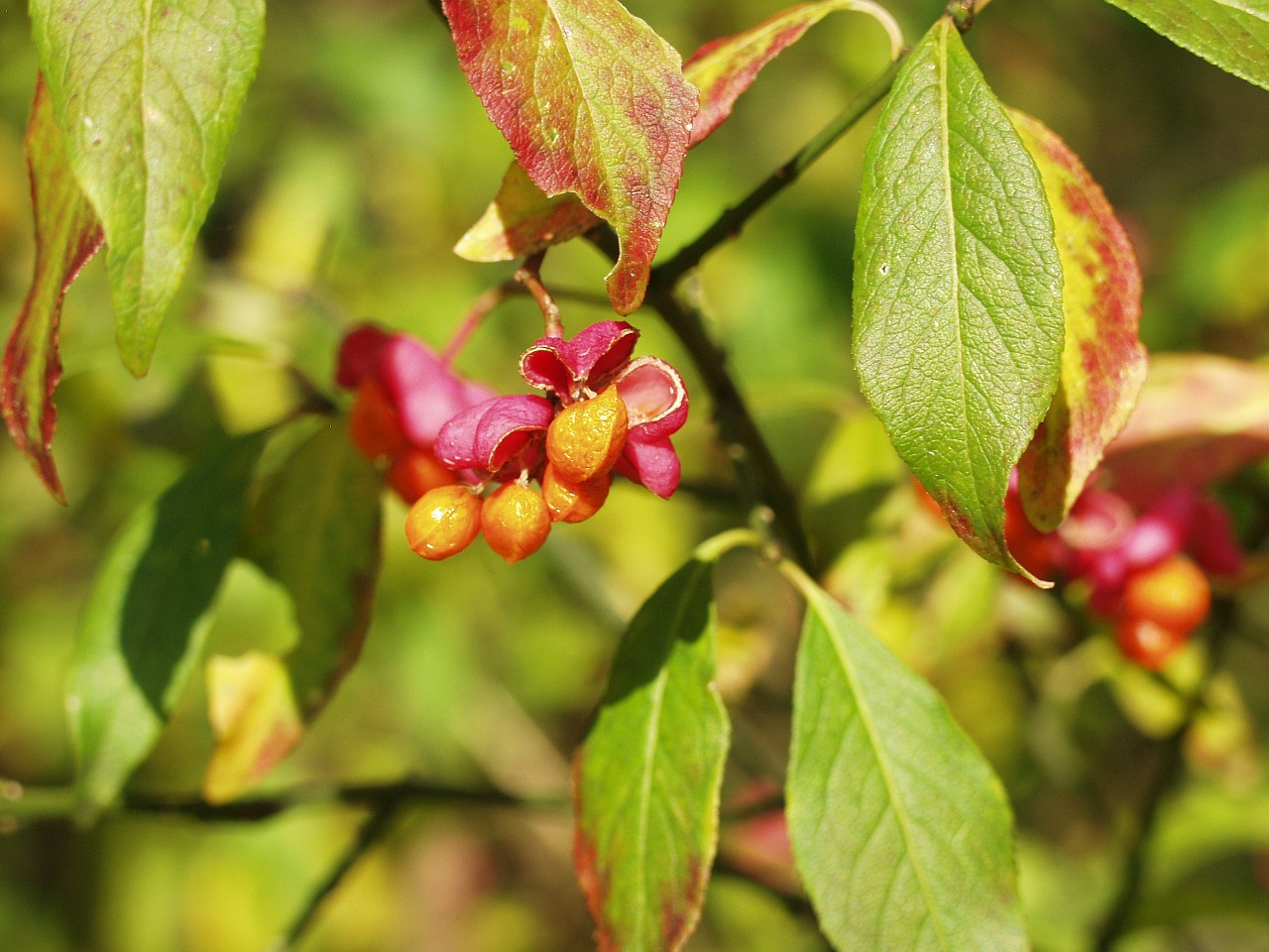 spindle fortunei seeds free photo