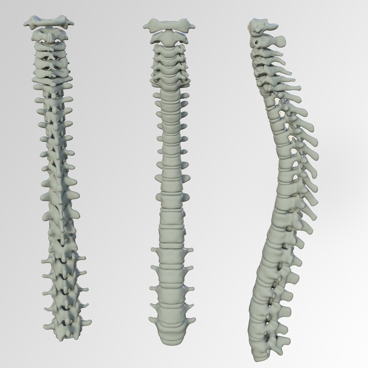 spine bone back pain free photo